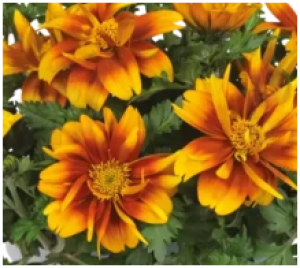 Снимок экрана 2025-10-18 193226